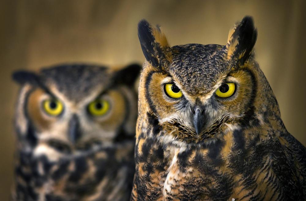 Owls